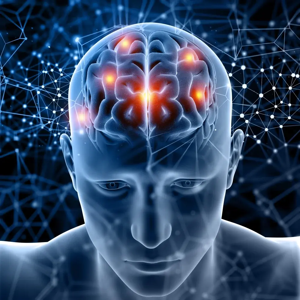Illustration of the brain, the focus of the MemoHoney nootropic formula